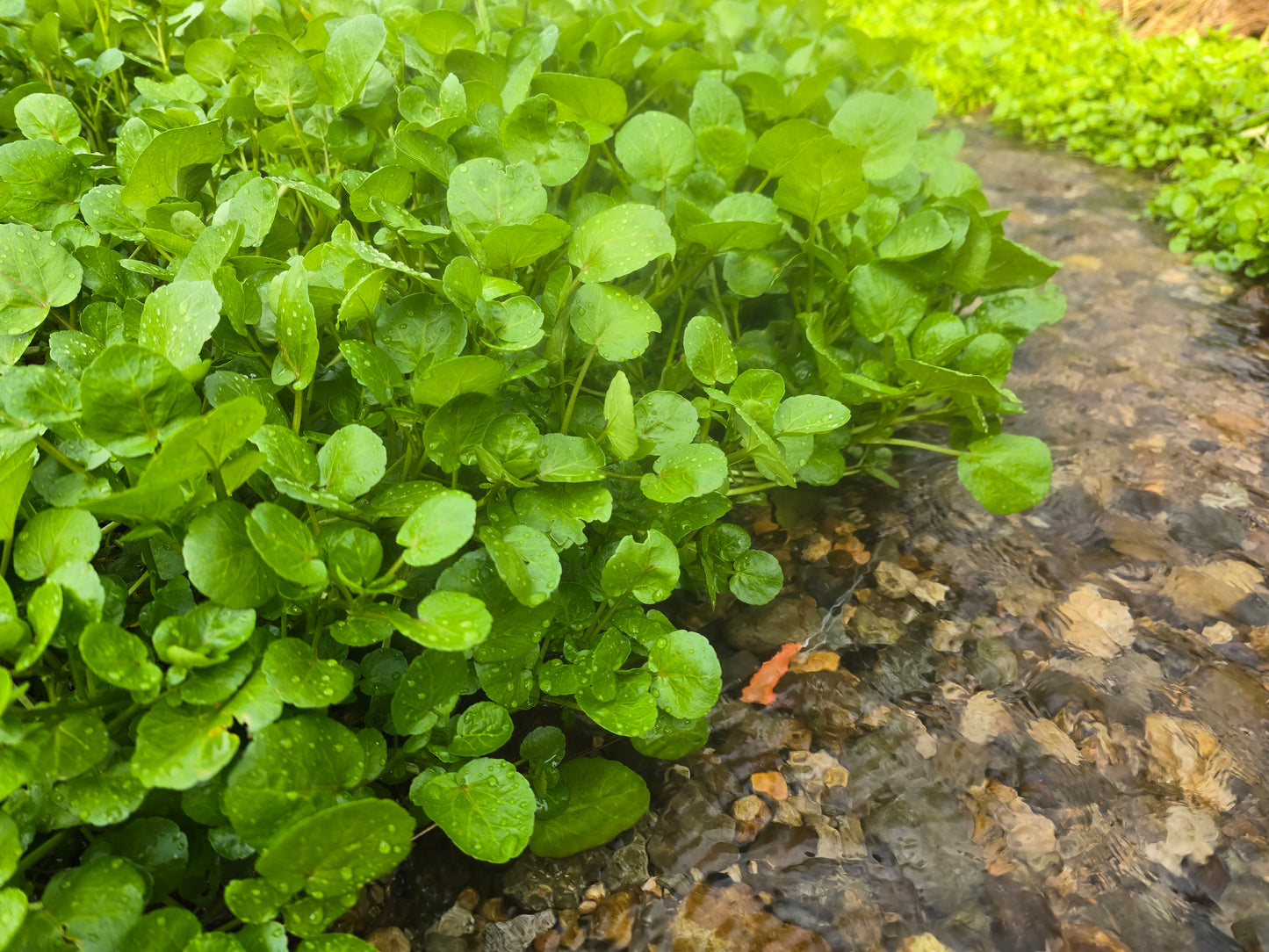 定期便［週1］［500g］冬のクレソン/兵庫県