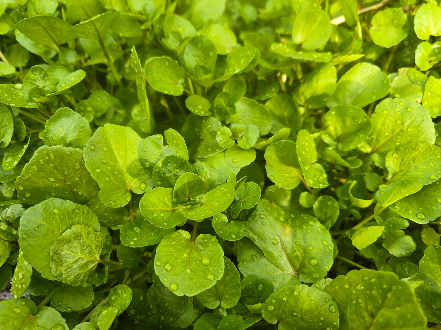 定期便［週1］［500g］冬のクレソン/兵庫県