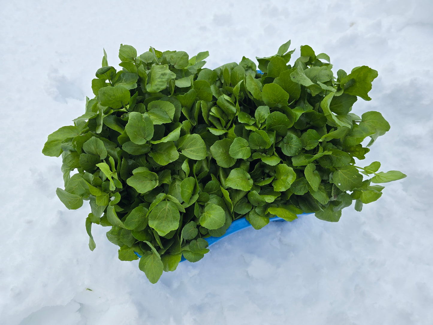 定期便［週1］［500g］冬のクレソン/兵庫県